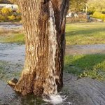 Copacul izvor, fenomen natural incredibil