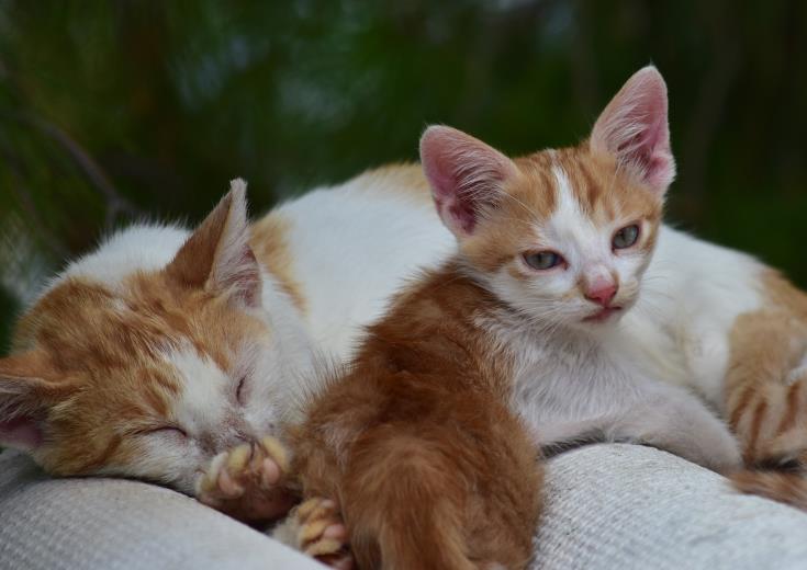 Insula pisicilor moarte. O mutaţie a coronavirusului felin face ravagii în Cipru