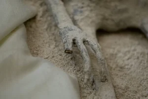 Mumii de extratereștri expuse în Mexic