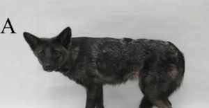 Bizar hibrid între un câine și o vulpe descoperit în Brazilia