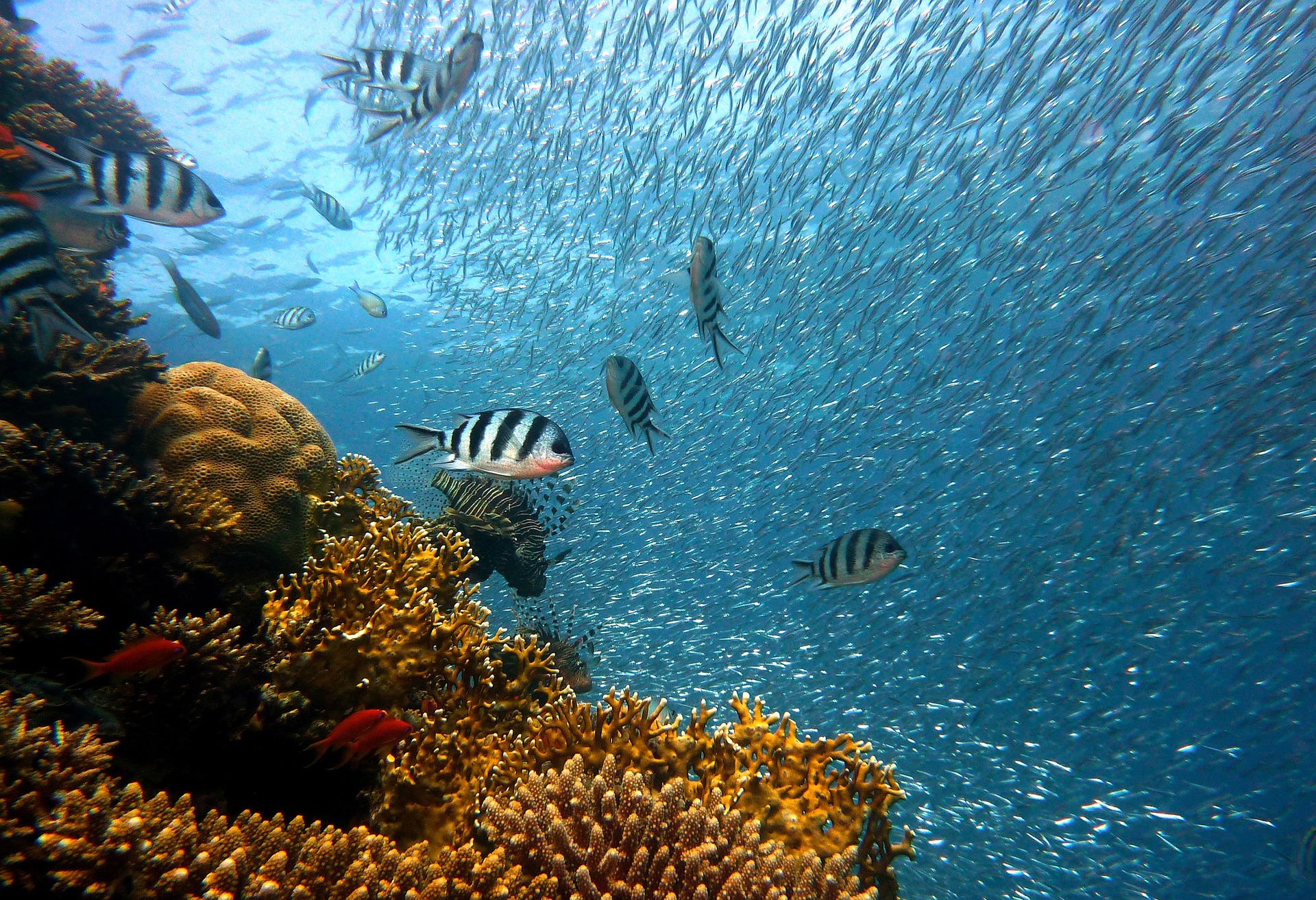 Oceanul conține deja o concentrație mortală de toxine